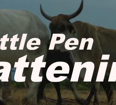 Cattle Pen Fattening IF Ep 3